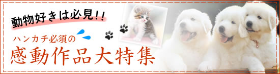 動物DVD